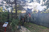 В Энгельсе продают парк динозавров