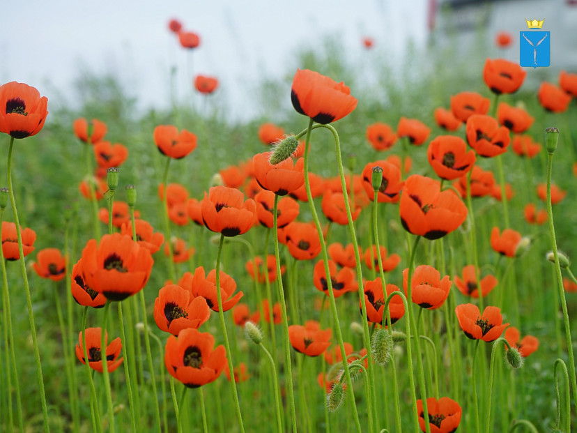 Дикие маки покрыли обочины саратовских дорог