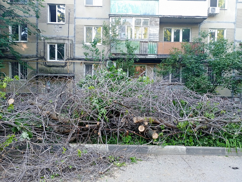 В Саратове подход к подъезду завалили спиленными деревьями